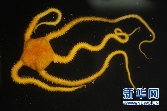 这是发现号遥控无人潜水器在卡罗琳海山北侧、水深1200米左右的地方采集到的深海小飞象(8月21日摄)。它是一种人们了解不多的特殊章鱼烟灰蛸属章鱼。 新华社记者张旭东 摄 中国新一代远洋综合科考船科学号正在西太平洋对此前人类从未探索过的卡罗琳海山进行科学考察。科学号搭载的发现号遥控无人潜水器在本航次已下潜6次,取得了丰富生物样品,其中包括一些非常罕见的深海生物。