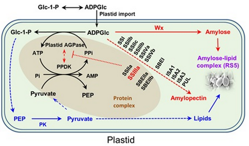 淀粉分支酶基因中插入一小段DNA序列后,豌豆
