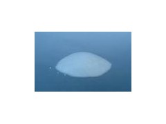 湖北供应白藜芦醇图3
