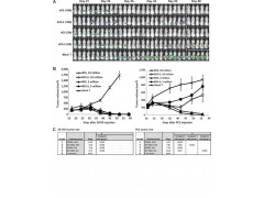 活体成像用生物发光肺癌细胞株图3