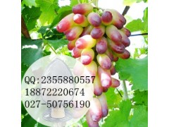 左旋磷胺_CAS号,用途,工艺,物化性质_化工词典,CAS no查询图3