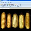 种子管理站应用考种仪器完成玉米考种工作