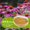 紫锥菊提取物 粉 紫锥菊多酚 菊苣酸 抗病毒 增强免疫力