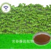 常春藤提取物