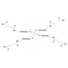 四臂聚乙二醇戊二酰亚胺酸4-Arm PEG-GAA