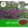 侧柏叶提取物原料厂家直销