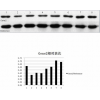 Western Blot 服务