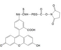 FITC-PEG-NHS 荧光素-聚乙二醇-琥珀酰亚胺碳酸酯