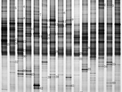 微生物多样性分析（DGGE技术）图2