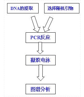 RAPD-1