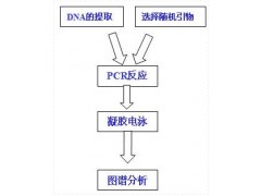 RAPD技术图3