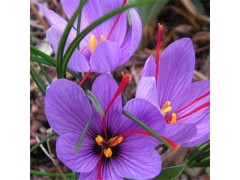 藏红花提取物 藏红花醛0.3% 番红花提取物图2
