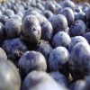 巴西莓提取物 花青素5%UV 巴西莓粉