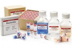 放线菌酮|Cycloheximide|CAS:66-81-9图3