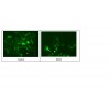 自噬研究用MCF-7-EGFP-LC3细胞