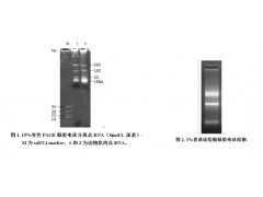 6×RNA Loading Buffer图2