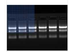 6×RNA Loading Buffer图3