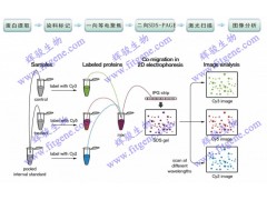 DIGE(2D-DIGE)实验技术服务图1