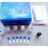 大鼠前列腺素F2α(PGF2α)ELISA试剂盒 Rat PGF2α ELISA Kit