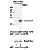 Anti-Active Rac1-GTP Mouse Monoclonal Antibody