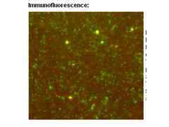 Anti-Active Rac1-GTP Mouse Monoclonal Antibody图2