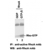 Anti-Active RhoA Mouse Monoclonal Antibody