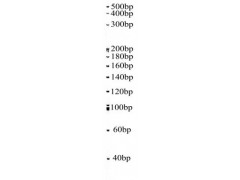 PAGE Gel 20bp DNA ladder marker图2