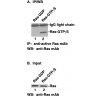 Anti-Active Ras Mouse Monoclonal Antibody