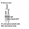 Anti-Active Cdc42 Mouse Monoclonal Antibody