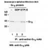 Anti-Active Gαz Mouse Monoclonal Antibody