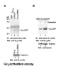 Anti-Active Gα i Mouse Monoclonal Antibody