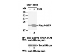RhoA Activation Assay Kit图1