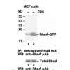 RhoA Activation Assay Kit