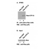 Ras Activation Assay Kit