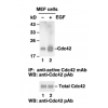 Cdc42 Activation Assay Kit