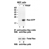 Rac Activation Assay Kit