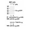 Gα13 Activation Assay Kit