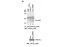 Gαi Activation Assay Kit图1