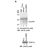 Gαi Activation Assay Kit