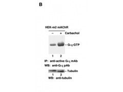 Gαi Activation Assay Kit图2