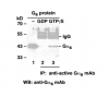 Gαs Activation Assay Kit