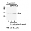 Gαz Activation Assay Kit