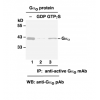 Gαo Activation Assay Kit