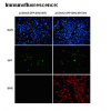 Anti-IDH2 (R172H) Mouse Monoclonal Antibody