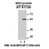Anti-IDH2 (R172W) Mouse Monoclonal Antibody