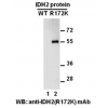 Anti-IDH2 (R172K) Mouse Monoclonal Antibody