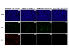 Anti-IDH2 (R172K) Mouse Monoclonal Antibody图2