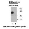 Anti-IDH2 (R172G) Mouse Monoclonal Antibody