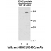 Anti-IDH2 (R140Q) Mouse Monoclonal Antibody