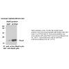 Anti-Active Rab5 Mouse Monoclonal Antibody